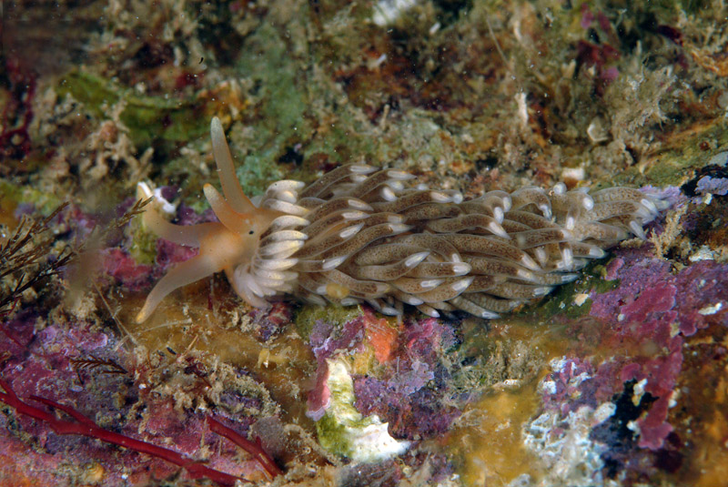 Aeolidiella alderi